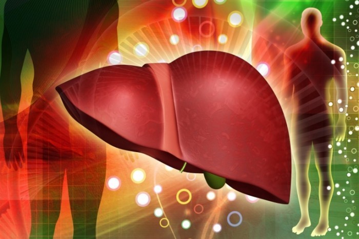 shutterstock 73937776 700x465 Печень   Liver