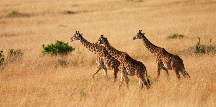 Fotolia 1674804 L 700x349 Жирафы   Giraffes