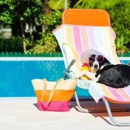 Собака на лежаке - Dog on a lounger