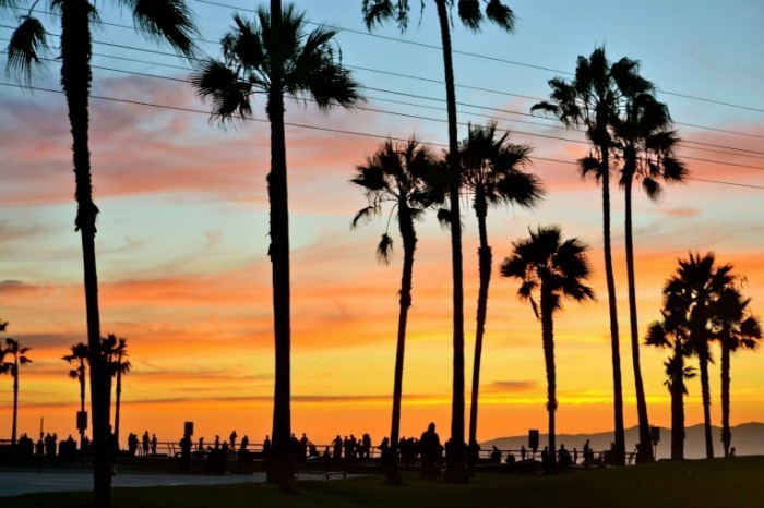 Venice Admiral Suites Venice Beach Santa Monica Los Angeles sunset at the beach 700x466 Пальмы   Palma