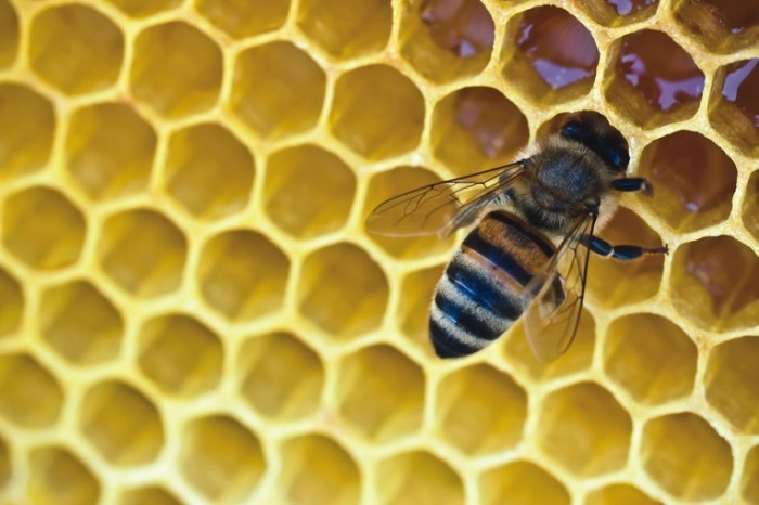 shutterstock 109967177 700x466 Пчела в сотах   Bee comb