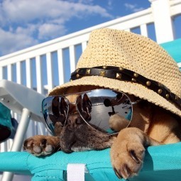 Собака в шляпе и очках - Dog in a hat and sunglasses