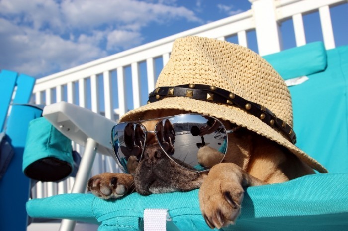 shutterstock 195594704 700x466 Собака в шляпе и очках   Dog in a hat and sunglasses