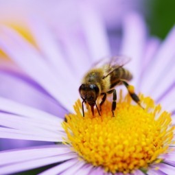 Пчела на цветке - Bee on flower