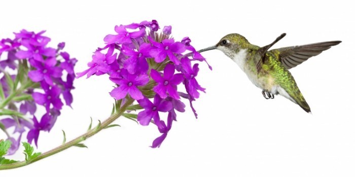 shutterstock 59296810 700x349 Цветок и птичка   Flower and bird