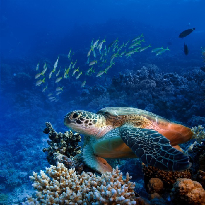 shutterstock 89290870 700x700 Черепаха под водой   Turtle under water