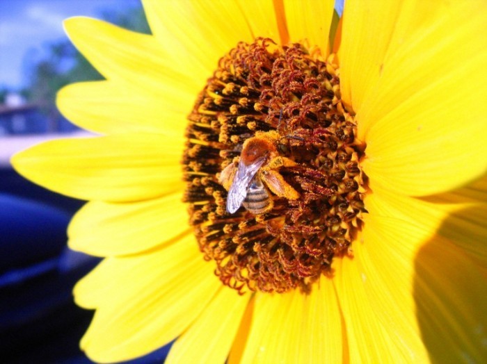 Bee On Yellow Flower by Dave Stubblefield Dreamstime Stock Photos 700x524 Подсолнух   sunflower