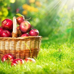 Корзина яблок - Basket of apples