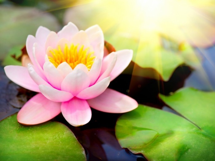 Fotolia 65318451 Subscription XXL 700x524 Лотос   Lotus