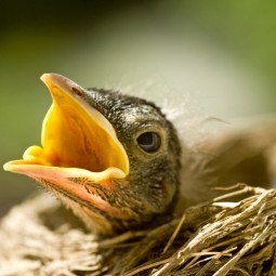 Птенчик в гнездышке - Chick in the nest