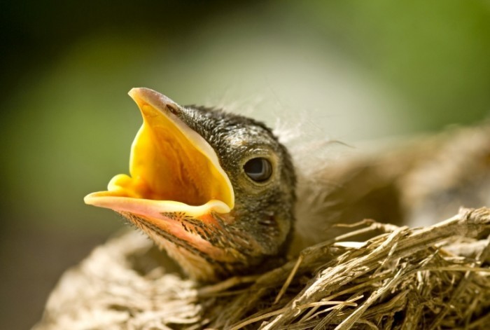 dreamstime xl 8616631 700x471 Птенчик в гнездышке   Chick in the nest