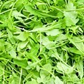 Руккола - Arugula