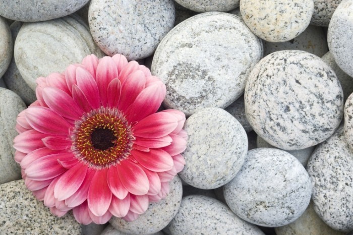 istock 000003112601xlarge 700x466 Цветок в камнях   Flower in rocks