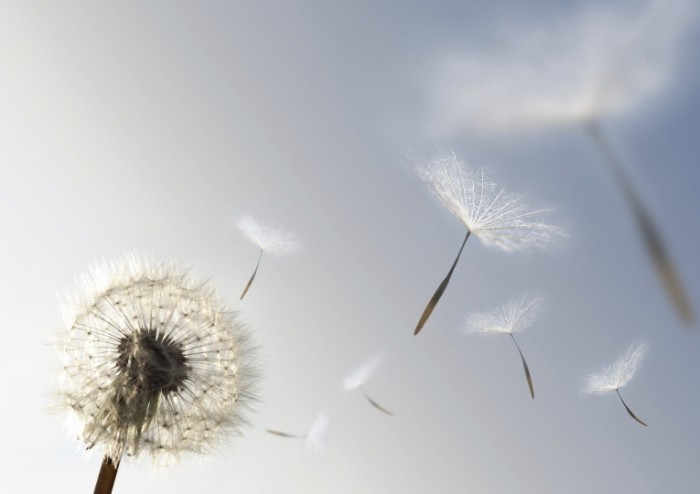 istock 000005582481 large1 700x494 Одуванчик   Dandelion