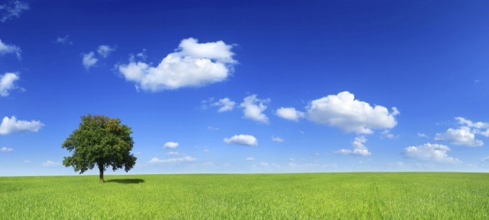 istock 000007201305xxlarge 700x316 Пейзаж поляна с деревом   Landscape with a tree meadow