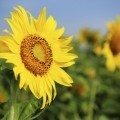 Подсолнух - Sunflower