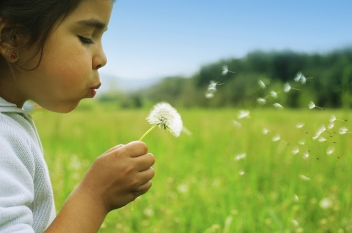 istock dandelionlarge 700x465 Девочка с одуванчиком   Girl with dandelion