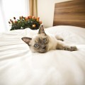 Кот на постели - Cat on the bed