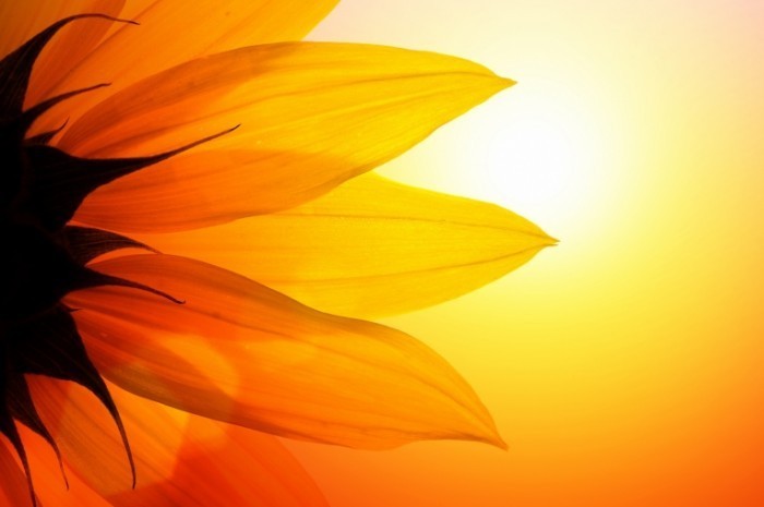 sunflower dreamstime web 700x465 Подсолнух   Sunflower