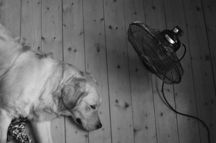 Dog Fan black and white may 2011 istock 1 700x465 Собака возле вентелятора   Dog near a fan