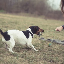 Собака с мячом - Dog with ball