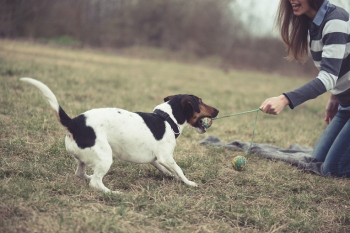 Dollarphotoclub 80722023 700x466 Собака с мячом   Dog with ball