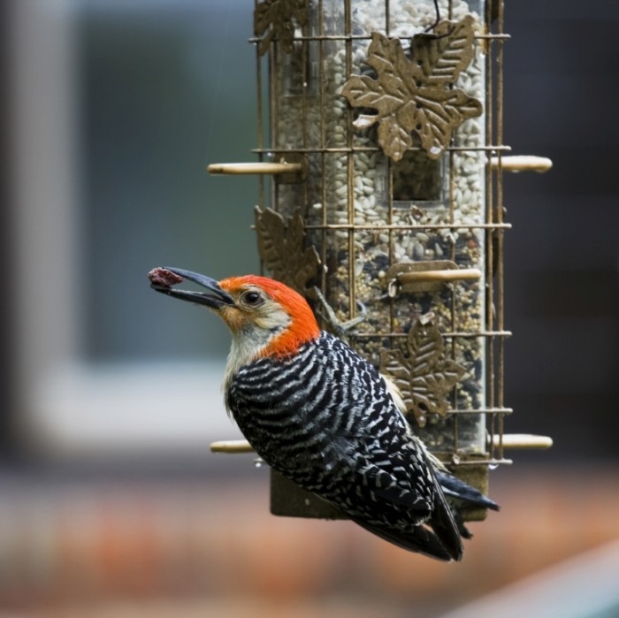 Woodpecker2 istock06128980 700x699 Птица на дереве   Bird on the tree