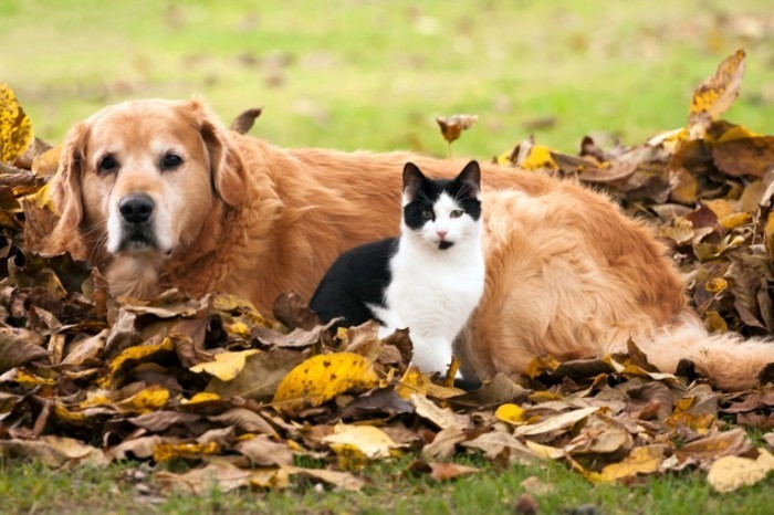 cat and dog and autumn istock 1281x854 700x466 Собака и кошка   Dog and cat