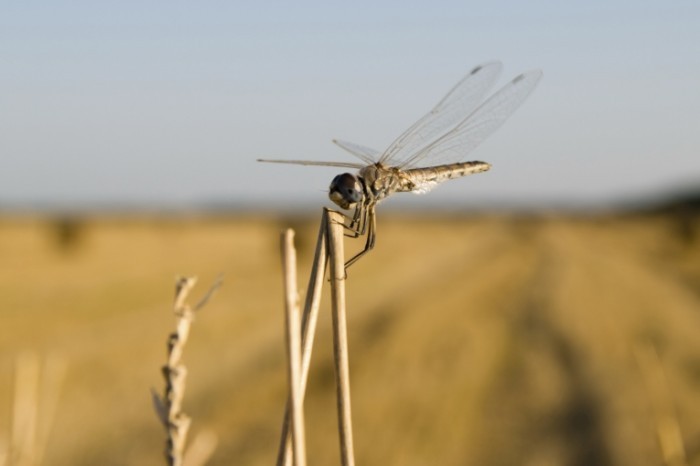 dragonfly 700x466 Насекомое   Insect