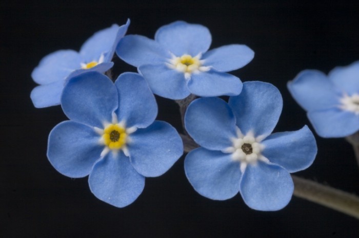  Голубые цветки   Blue flowers