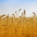 Пшеничное поле - Wheat field