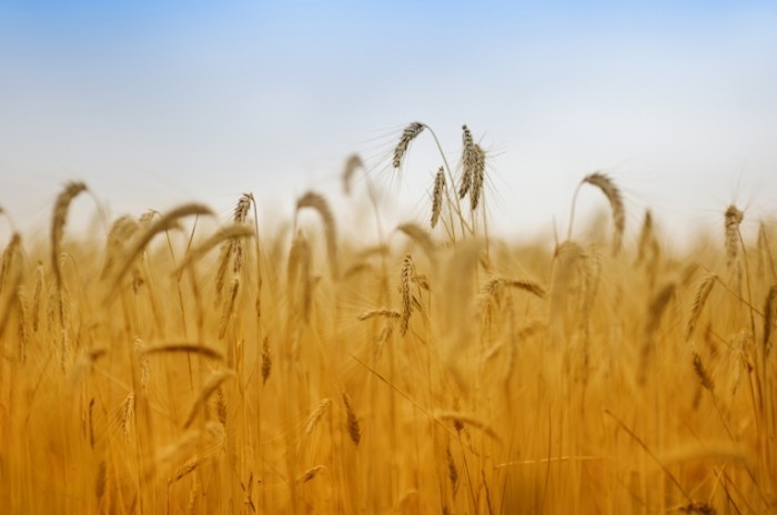 iStock 000017068698Large 700x464 Пшеничное поле   Wheat field