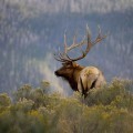 Олень в лесу - Deer in the forest