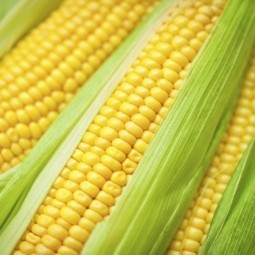 Кукуруза - Corn