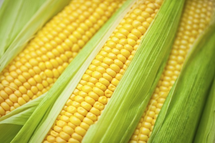 istock 000017329100large 700x465 Кукуруза   Corn