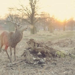 Олень - Deer