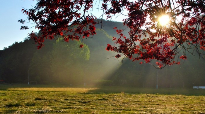 1359720 95566863 autumn tree stock xchng 700x391 Осенний день   Autumn Day