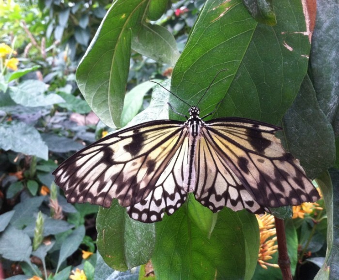 1591 700x579 Бабочка   Butterfly