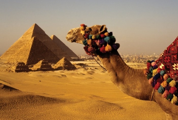 ISTOCK 1 700x471 Верблюд и пирамиды   Camel and pyramids