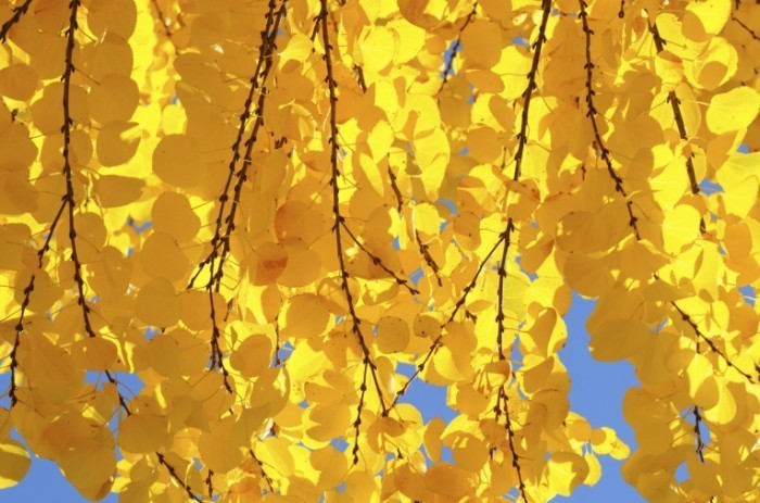 cercidiphyllum japonicum istock 11115897 0 700x463 Желтые листья   Yellow leaves