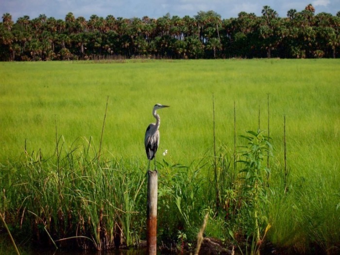 florida cnt 9nov09 istock bsw 700x524 Аист   Stork