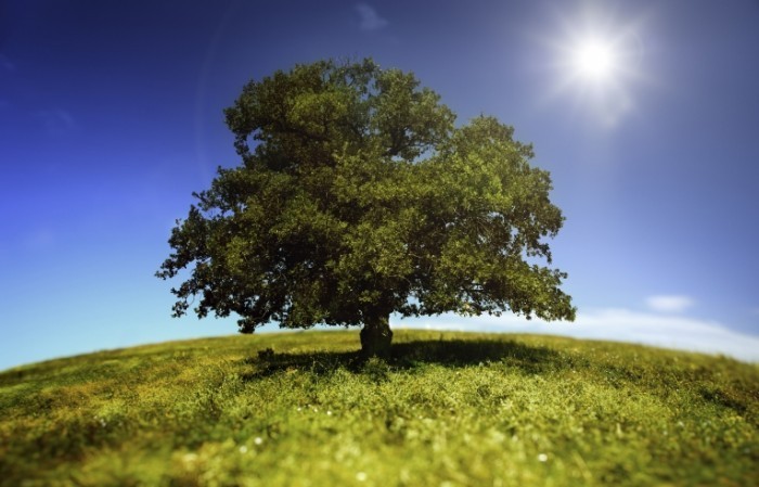 iStock tree on hill 700x449 Дерево   Tree