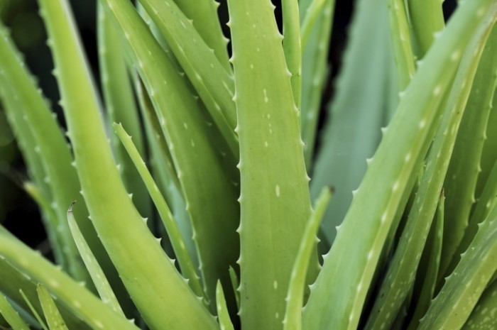 iStock 000064778201 Medium 700x465 Aлоэ   Aloe