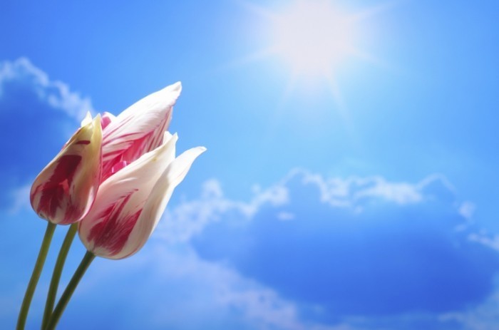 istock healingfromgod 700x463 Тюльпан   Tulip