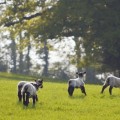 Овечки на лугу - Sheep Meadow