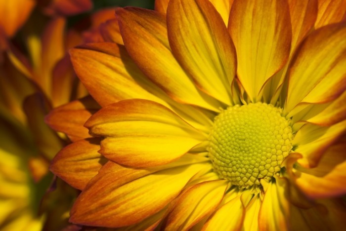 istock 000007264043large crysthanthemum 700x468 Желтый цветок   Yellow flower