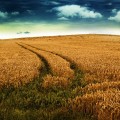 Поле пшеницы - Field of wheat