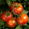 Томаты - Tomatoes