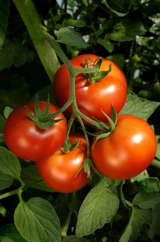 istock 000015362462medium 680x1024 Томаты   Tomatoes