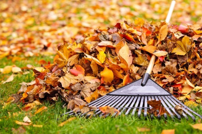 istock 000022248074large 700x465 Грабли с листьями   Rake leaves